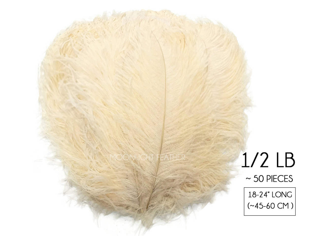 1/2 lb - 18-24 CREAM Large Wing Plumes Wholesale Feathers (bulk